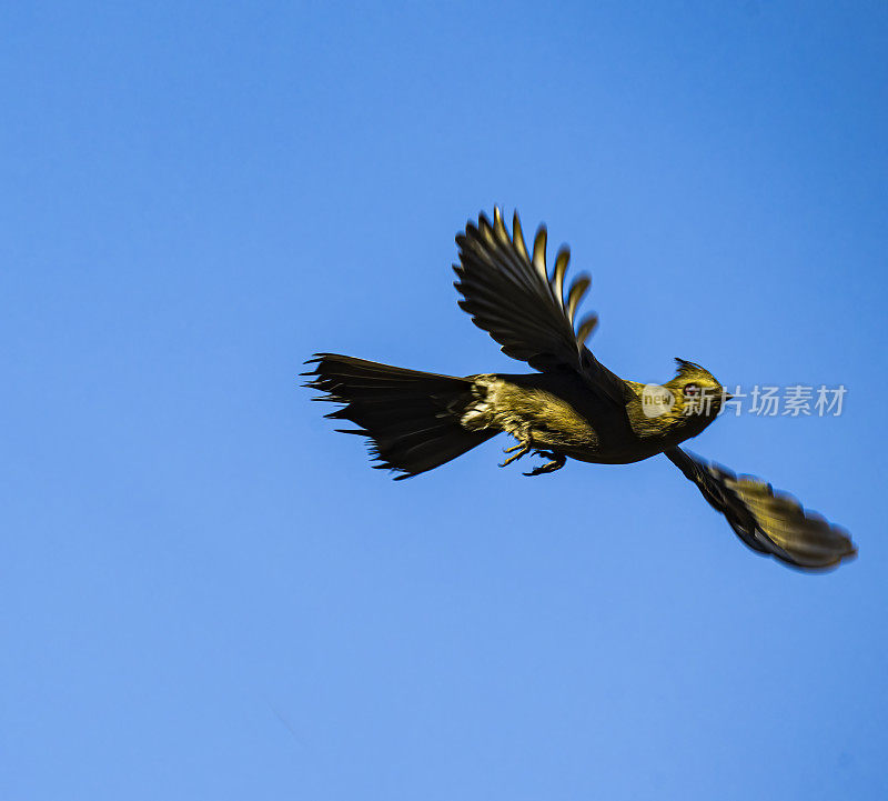 phainopepla或北phainopepla, phainopepla nitens，是主要在热带中美洲的绵蝇科(piliogonatidae)最北的代表。下加利福尼亚南部，墨西哥。